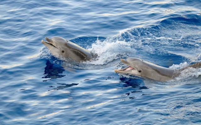Dolphin Spotting Tours