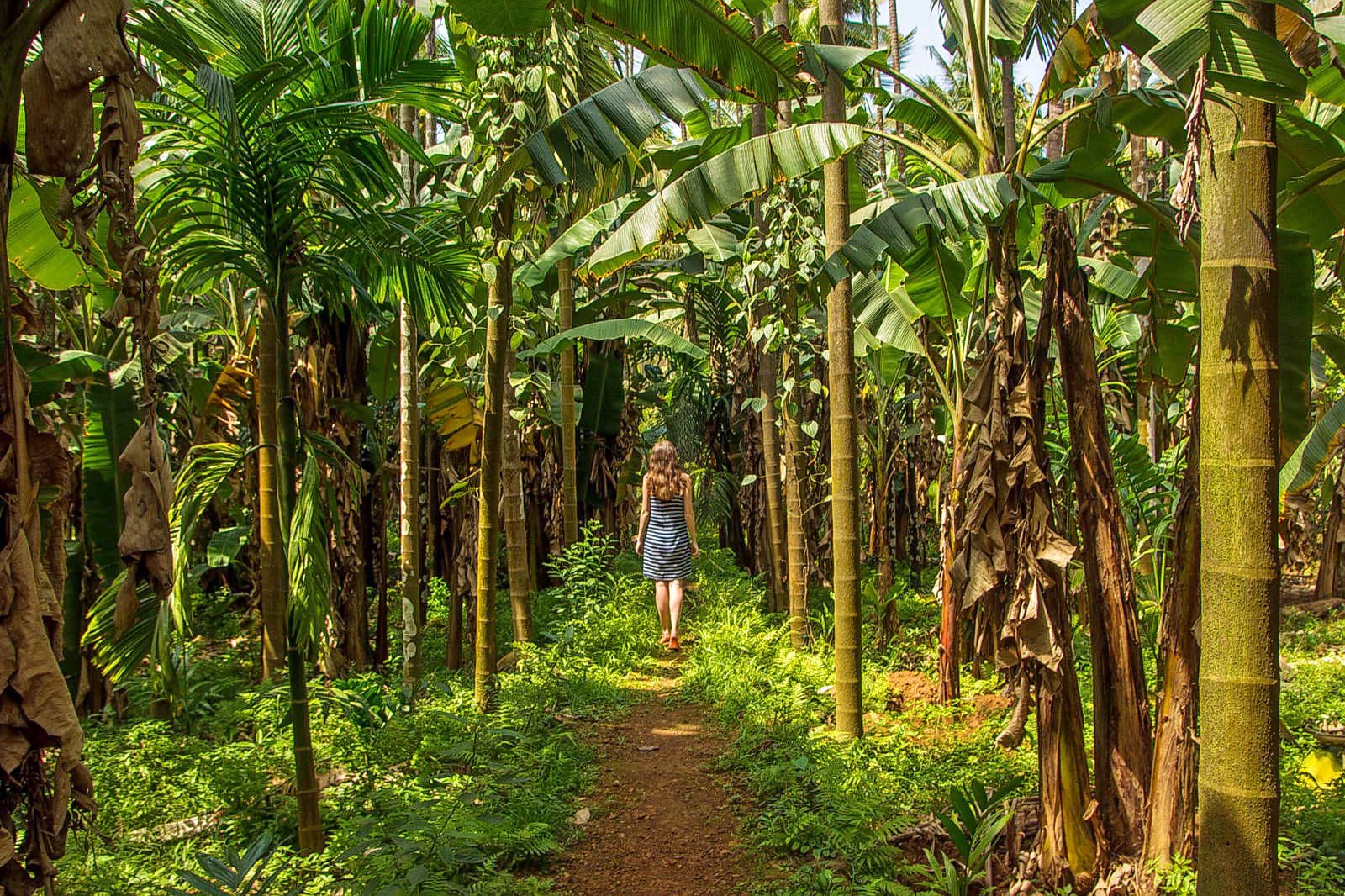 Visit Spice Plantations