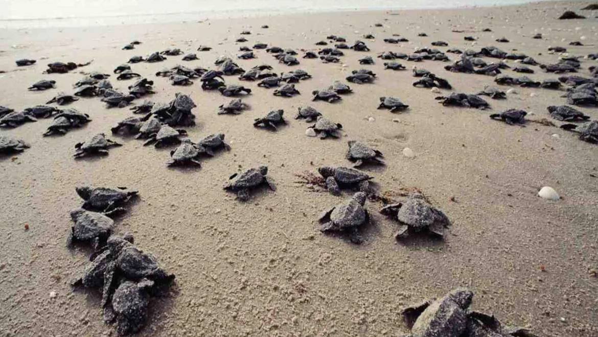 Turtle Nesting at Galgibaga Beach