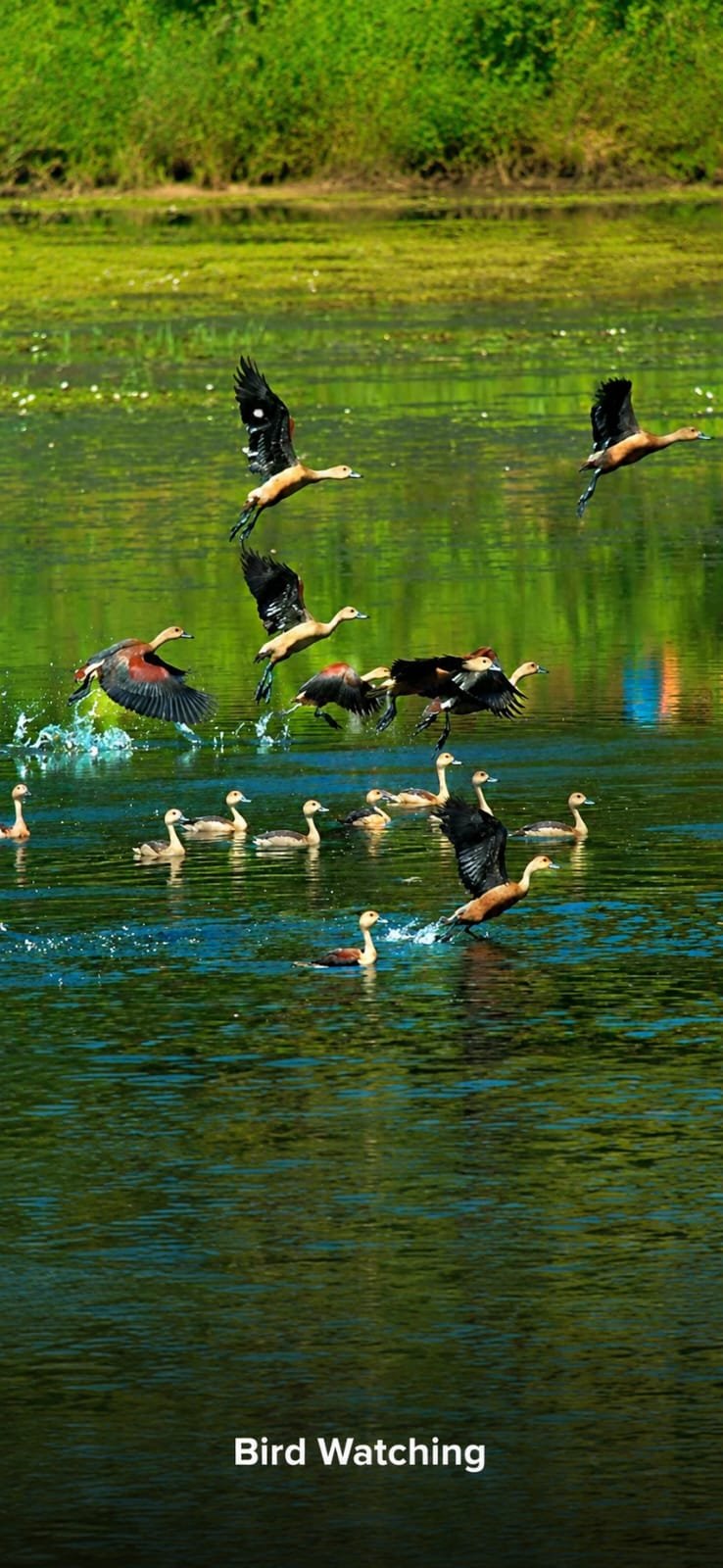 Discover mangroves, birdwatching, and wildlife in South Goa