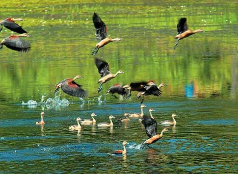 Backwater adventure